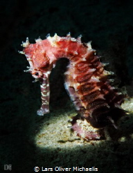 Spiny seahorse (hippocampus histrix) by Lars Oliver Michaelis 